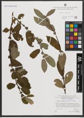 Foto von Salix appendiculata Vill.